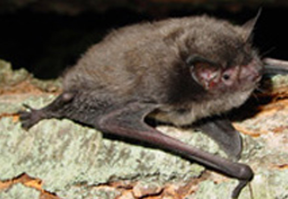 Indiana Bat Feature Left 
