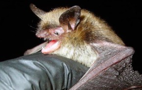 Fed Northern Long-Eared Bat Ruling Expands Project Environmental Needs