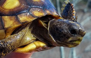 gopher tortoise header