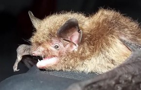 Bat Appreciation Month—GAI Performs Studies on Federally Listed Bats