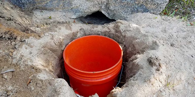 Gopher Tortoise Relocation Effort Visits GAI