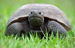Fed Ruling Supports Success of Gopher Tortoise Protections